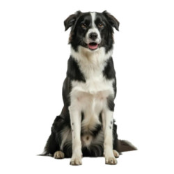 Supreme Plus Dog Food 15kg