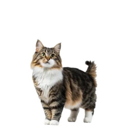 Supreme Cat Fish Complete Food for Adult Cats